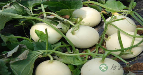 甜瓜的营养价值_吃甜瓜的好处