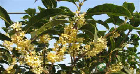 桂花怎么腌制