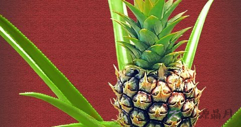 菠萝怎么削皮