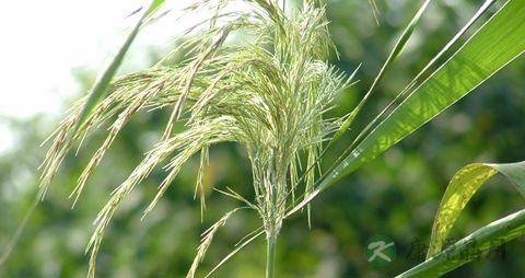 芦根的营养价值_吃芦根的好处