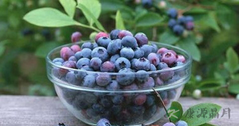 蓝莓干吃多了会怎么样