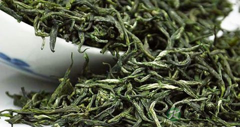 毛尖茶的营养价值_吃毛尖茶的好处