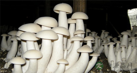 金福菇的吃法_哪些人不能吃金福菇