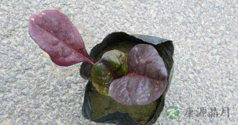 红叶甜菜的营养价值_吃红叶甜菜的好处