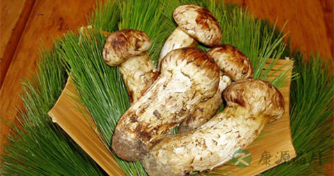 青冈菌的吃法_哪些人不能吃青冈菌