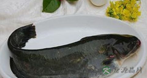 胡子鲇的营养价值_吃胡子鲇的好处
