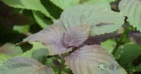 紫苏的吃法_哪些人不能吃紫苏