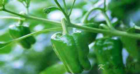 菜椒的营养价值_吃菜椒的好处