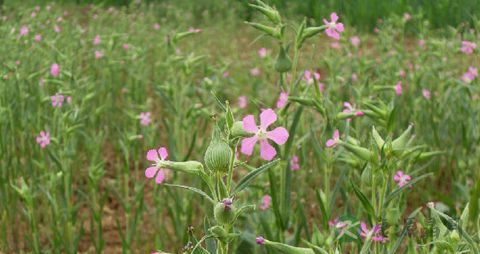 面条菜的营养价值_吃面条菜的好处