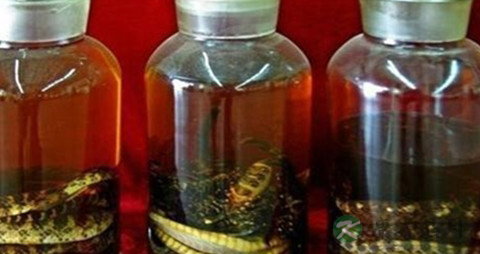 银环蛇泡酒