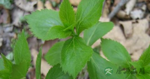 四叶菜的吃法_哪些人不能吃四叶菜