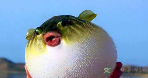 巴鱼的营养价值_吃巴鱼的好处