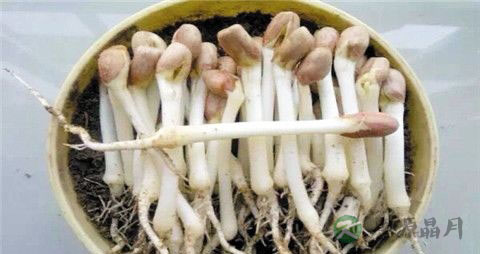 自发花生芽