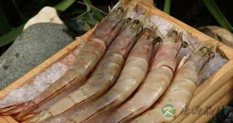 大海虾的吃法_哪些人不能吃大海虾