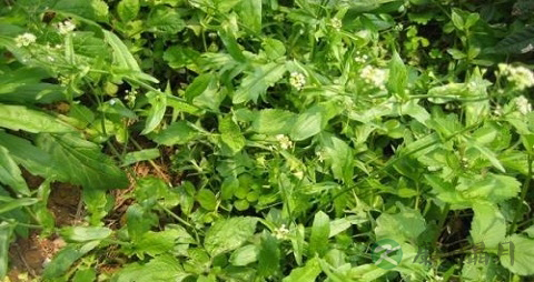 荠菜含草酸多吗