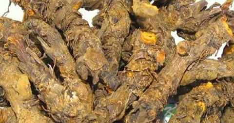 黄连的吃法_哪些人不能吃黄连