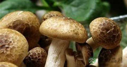 香蕈的营养价值_吃香蕈的好处