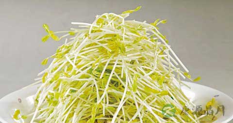 绿豆芽的营养价值_吃绿豆芽的好处