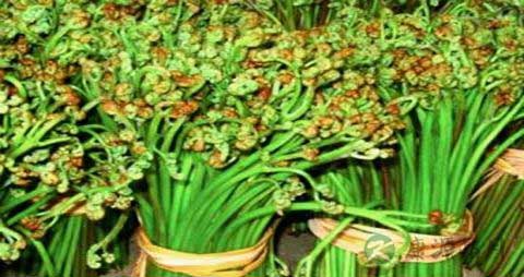 龙头菜的吃法_哪些人不能吃龙头菜