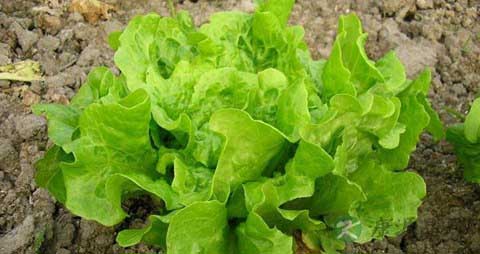 生菜的营养价值_吃生菜的好处