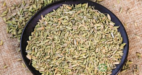 茴香的营养价值_吃茴香的好处