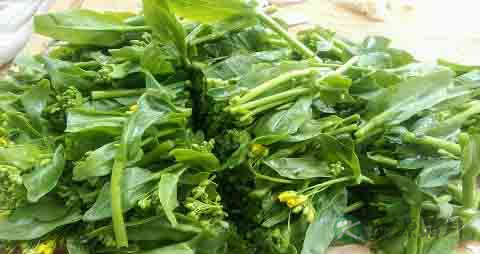 油菜心的吃法_哪些人不能吃油菜心