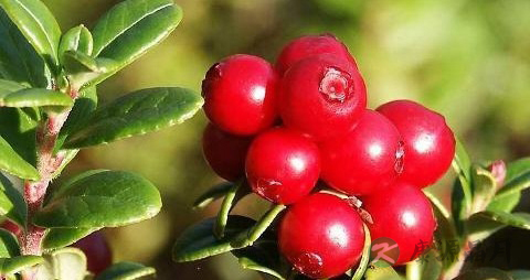 蔓越莓干怎么吃好吃
