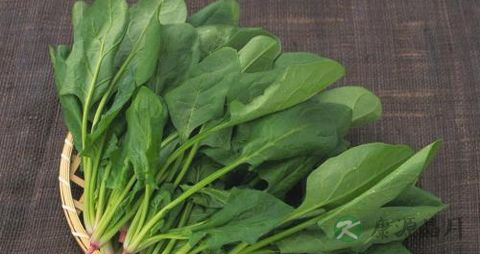 菠菜需要焯水吗
