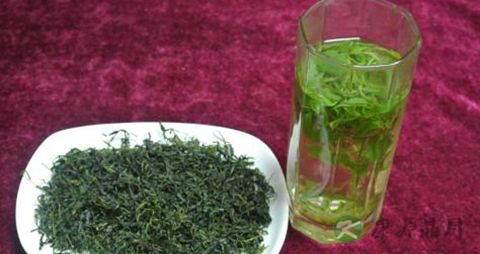 苦丁茶的正确泡法