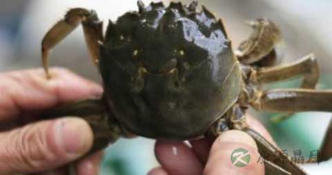 蒸螃蟹怎么吃