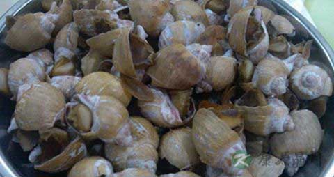 黄螺的吃法_哪些人不能吃黄螺