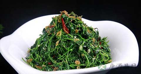 苜蓿菜的营养价值_吃苜蓿菜的好处