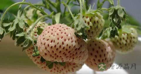 菠萝莓的营养价值_吃菠萝莓的好处