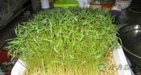 豌豆芽的营养价值_吃豌豆芽的好处