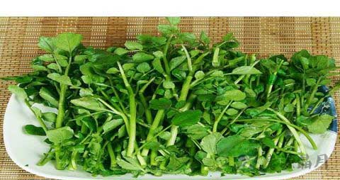 坐月子能不能吃西洋菜