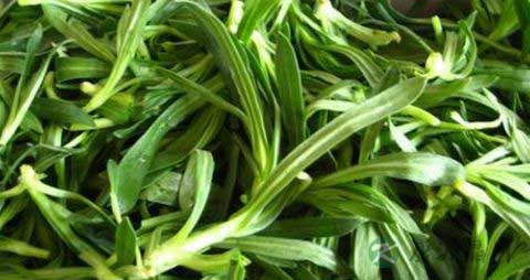 面条菜的营养价值_吃面条菜的好处