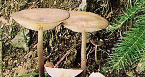 长根菇的吃法_哪些人不能吃长根菇