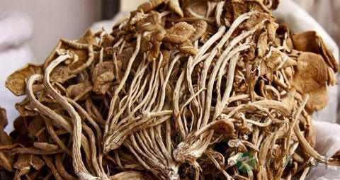 杨树菇的吃法_哪些人不能吃杨树菇