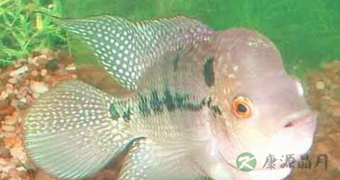 大头仔鱼的吃法_哪些人不能吃大头仔鱼
