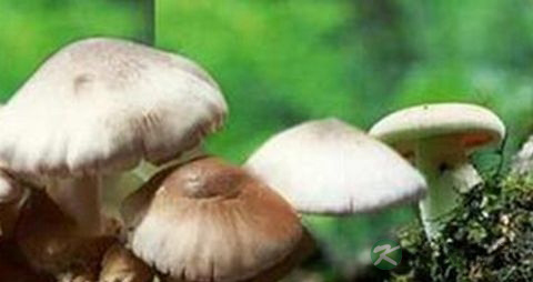 秆菇的营养价值_吃秆菇的好处