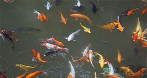 鱼骨的营养价值_吃鱼骨的好处