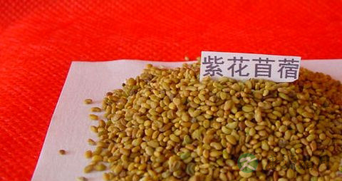 紫花苜蓿的营养价值_吃紫花苜蓿的好处
