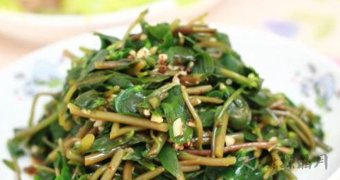 新鲜马齿苋怎么吃