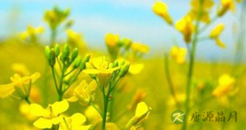 芥花油的营养价值_吃芥花油的好处