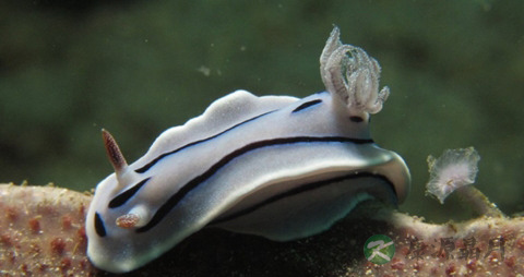 海兔的吃法_哪些人不能吃海兔 海兔的吃法_哪些人不能吃海兔