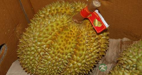 榴莲的营养价值_吃榴莲的好处