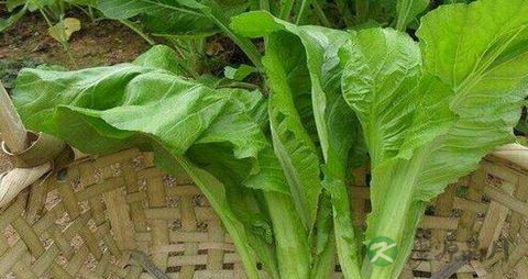 大叶芥菜的吃法_哪些人不能吃大叶芥菜