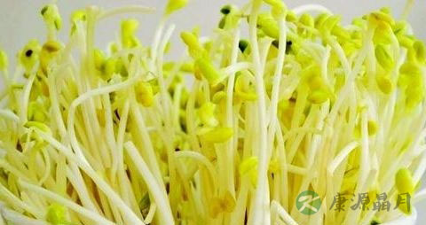 蚕豆芽的吃法_哪些人不能吃蚕豆芽