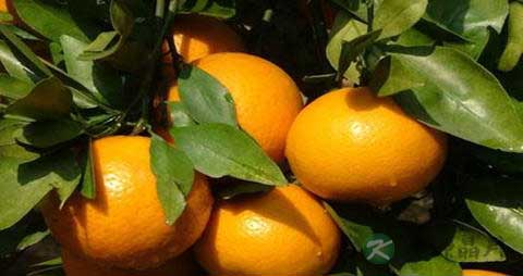 皇帝柑的吃法_哪些人不能吃皇帝柑 皇帝柑的吃法_哪些人不能吃皇帝柑