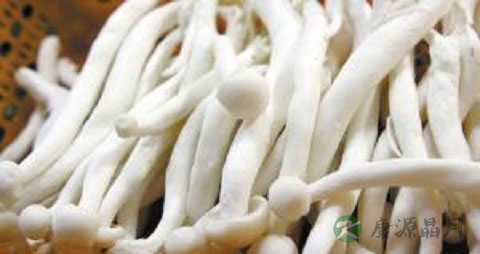 海鲜菇用焯水吗